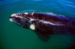Observe the Southern Right Whale on the coast of Gansbaai