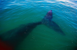 A majestic Southern Right Whale in the Walker Bay