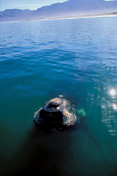 Southern Right Whale spotted in front of our boat in the Walker Bay