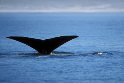 Rare Southern Right Whale with impressive fluke - stunning natural spectacle