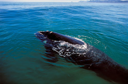 Captivating images of the Southern Right Whale (Eubalaena australis) in Walker Bay, South Africa