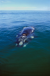 Encounter with an Impressive Southern Right Whale in the Walker Bay near Gansbaai