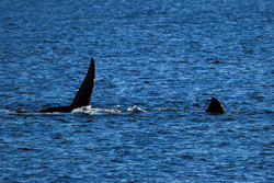 Southern Right Whales congregate in the shallow waters of Walker Bay