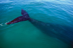 Impressive Southern Right Whale in Walker Bay: Fluke in clear water