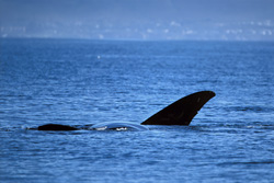A Southern Right Whale in a calm sea on the sea surface. The Southern Right Whale is up to 18 meters tall and reach a maximum weight of 80 tons.