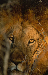 Un lion africain entouré de pointes d'épines à la première lumière du matin