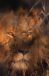 León majestuoso con una mirada impresionante en la sabana africana