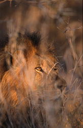 Lion africain majestueux dans son habitat naturel