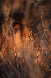 Una imagen imponente del león africano en su hábitat natural