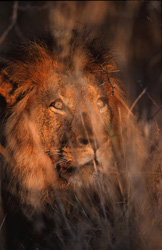 Majestueux lion africain observant son royaume dans la réserve privée de Kapama
