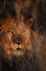 Une vue impressionnante : le lion africain dans la première lumière du matin