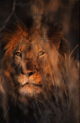 Lion africain majestueux observant sa proie dans la savane