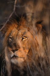Un lion africain majestueux explore le paysage sec