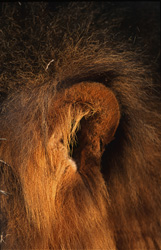 Image fascinante d'un lion d'Afrique dans la nature sauvage d'Afrique du Sud