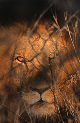 Lion majestueux (Panthera leo) aux yeux ambrés fascinants dans la savane africaine