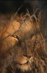 Le lion africain garde sa proie dans les buissons