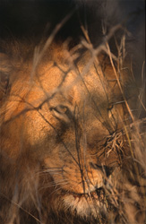 Lion africain majestueux gardant sa proie au lever du soleil