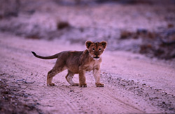 Observando a un fascinante cachorro de león joven en la sabana africana