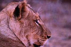 Une majestueuse lionne africaine se détend au crépuscule