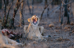 Deux lionnes (Panthera leo) se nourrissent de la carcasse d'un buffle dans la réserve privée de Kapama, Afrique du Sud