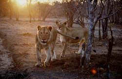 Des lions africains majestueux chassent au coucher du soleil dans la savane
