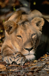 La majestueuse lionne berbère (Panthera leo leo) se repose sous la chaleur du jour