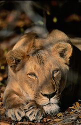 Una leonessa berbera (Panthera leo leo) riposante nella boscaglia africana