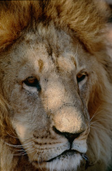 Portrait fascinant d'un majestueux lion berbère dans la nature sauvage africaine
