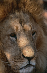 Portrait du lion de l'Atlas (Panthera leo leo) : Majestueux et fascinant