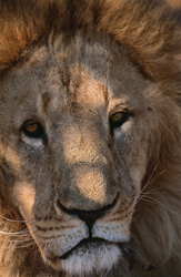 Capture unique du lion de l'Atlas mettant l'accent sur les yeux
