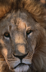 Primer plano de un majestuoso león bereber en todo su esplendor