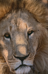 Regard fascinant du lion de l'Atlas - Majestueux félin en Afrique du Sud