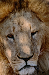 Majestic Barbary lion resting under a tree in intense heat