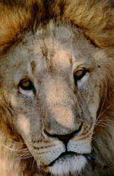 Élégant lion berbère se détend à l'ombre de la savane