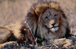 Un lion berbère majestueux Panthera leo leo se détend dans un environnement sec