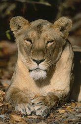 Lionne berbère impressionnante se détend dans la faune sauvage d'Afrique du Sud