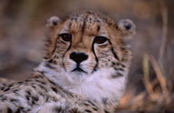 Capturer un portrait fascinant d'un jeune guépard au centre de recherche et d'élevage de Hoedspruit