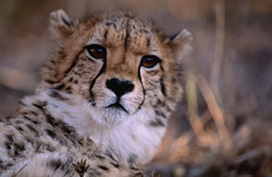 Portrait impressionnant d'un jeune guépard en captivité