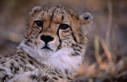 Portrait impressionnant d'un jeune guépard en captivité dans la réserve de chasse privée de Kapama