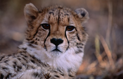 Découvrez le monde du jeune guépard - Prise unique d'un prédateur en danger