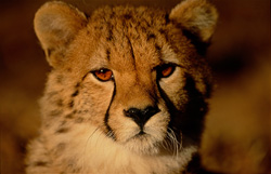 Jeune guépard fascinant dans la lumière du matin