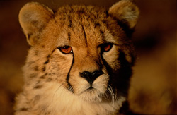 Jeune guépard fascinant en Afrique dans la lumière du matin