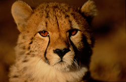 Un jeune guépard fascinant (Acinonyx jubatus) à l'aube