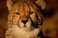 Experience the Grace and Speed of a Young Cheetah in Africa