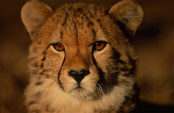 Photo fascinante d'un jeune guépard attentif