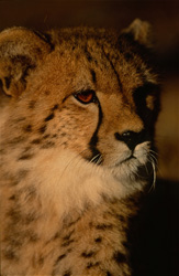 Jeune guépard élégant au soleil du matin