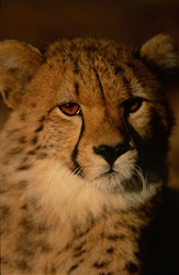 Prise unique d'un jeune guépard aux yeux brillants dans la lumière du matin