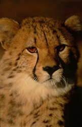 Young cheetahs observe their surroundings with great curiosity and grace