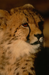 Jeune guépard montre un grand intérêt pour son environnement au Hoedspruit Research & Breeding Centre