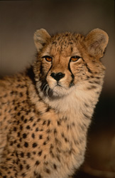Jeune guépard fascinant en captivité humaine